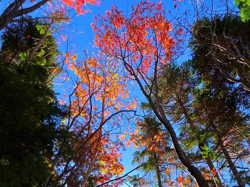 登山道の紅葉
