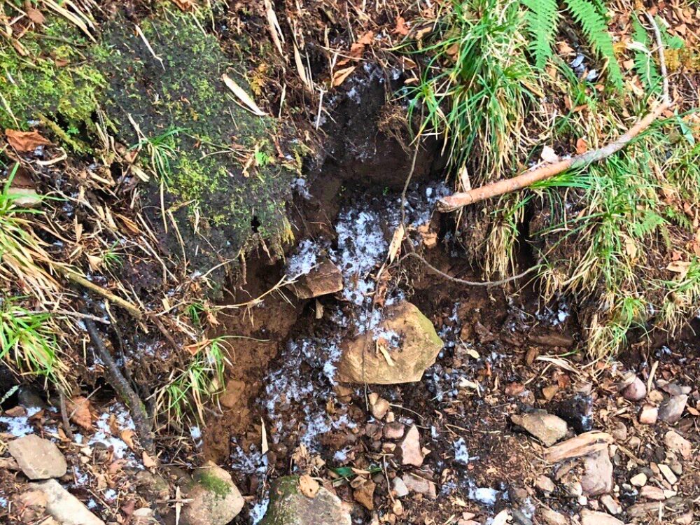 登山道の霜柱