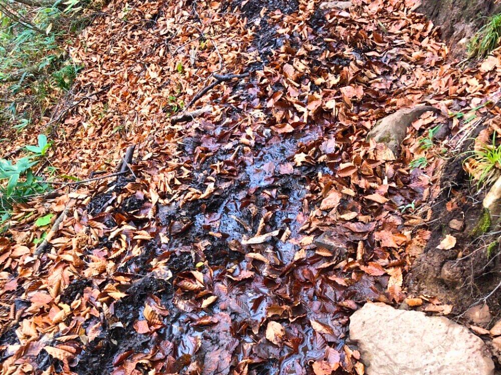 登山道のぬかるみ