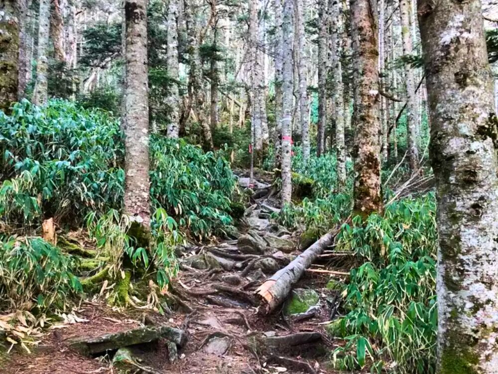 登山道