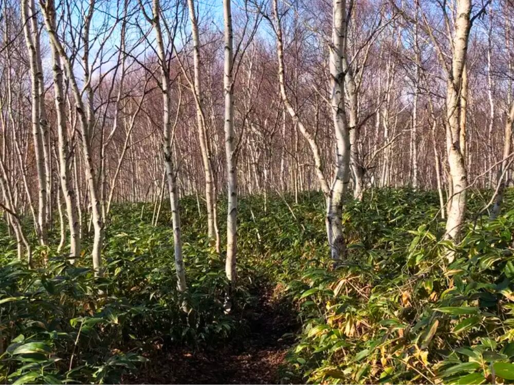 シラカバと笹の登山道