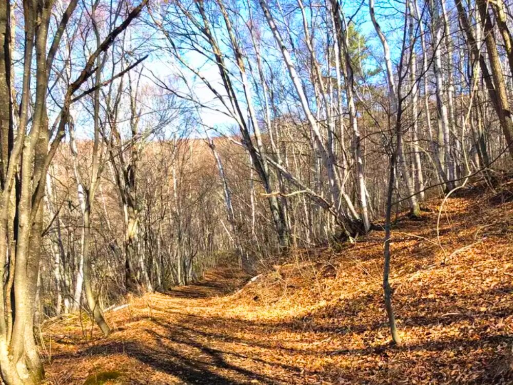 登山道