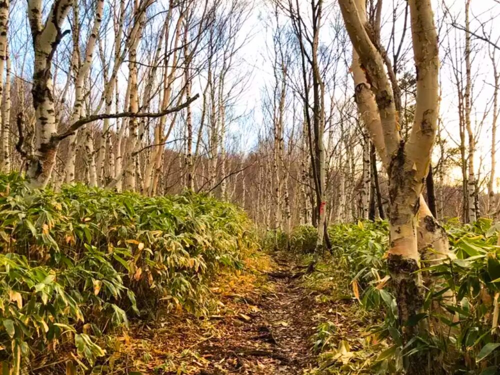 シラカバの登山道