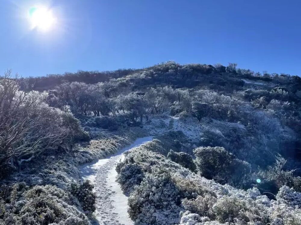 伊豆の山