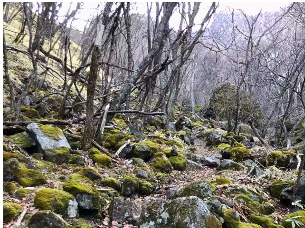 苔の登山道