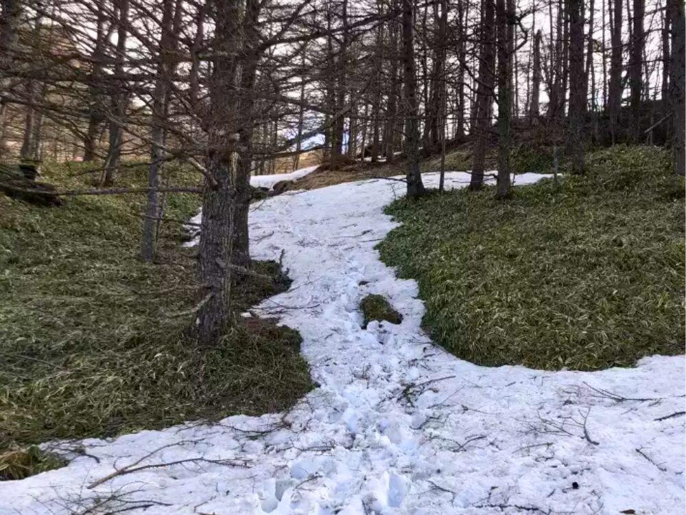 樹林帯の雪の登山道