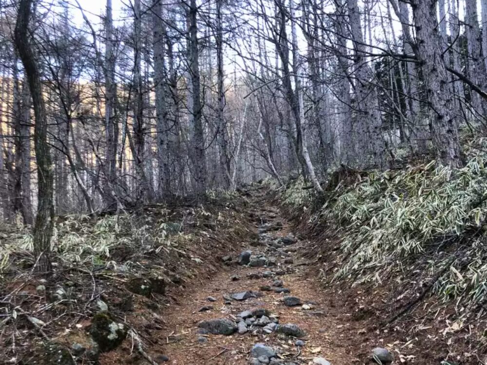 樹林帯の登山道