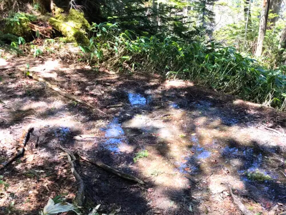 登山道のぬかるみ