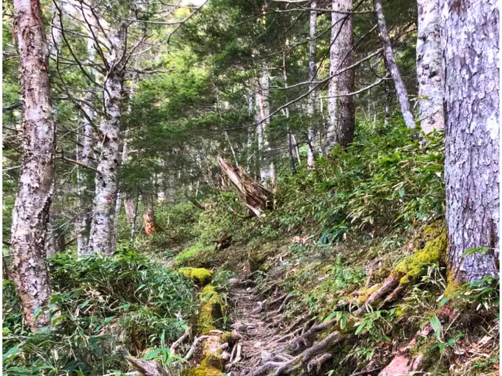 樹林帯の登山道