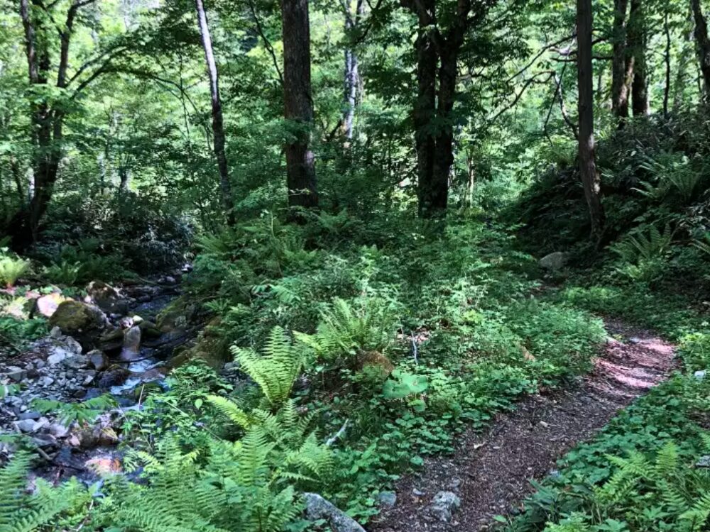 登山道