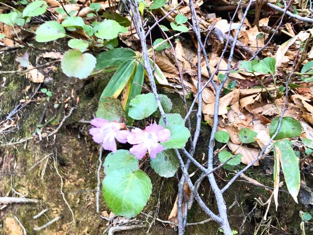 イワウチワ(花)