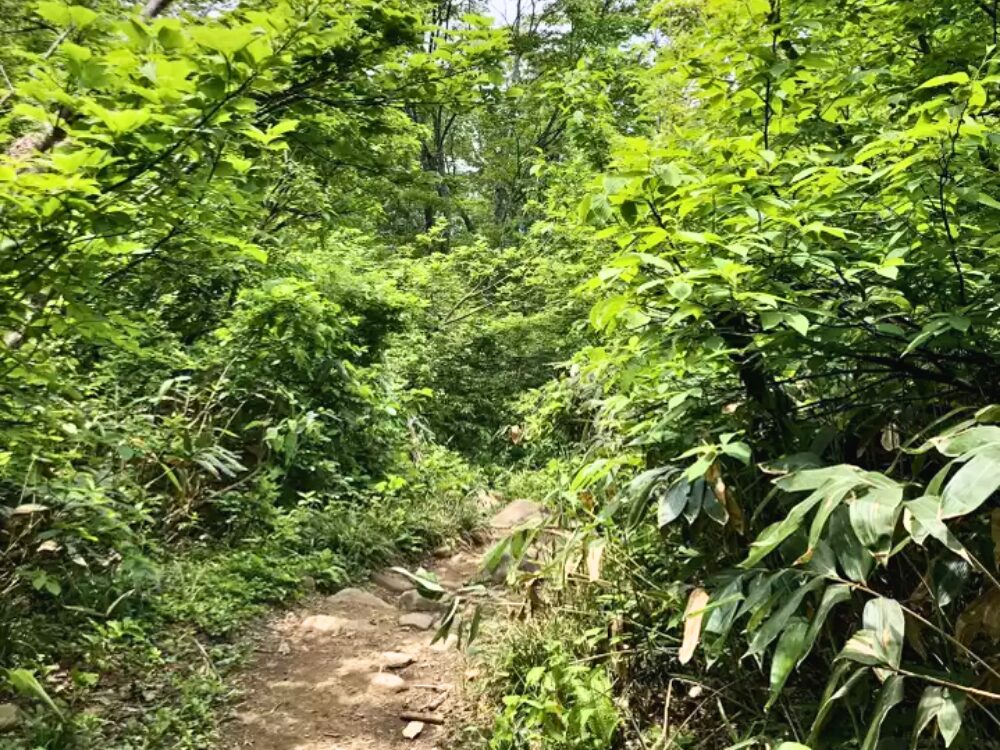 登山道