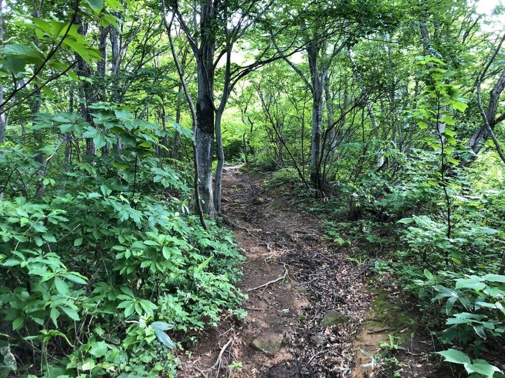 登山道