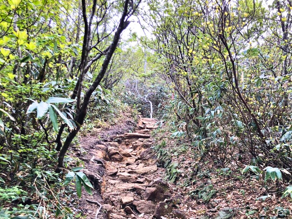 登山道