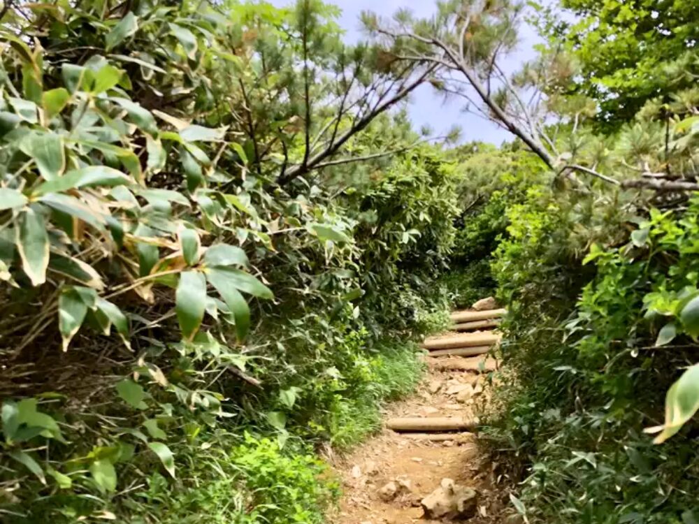 虫の多い登山道