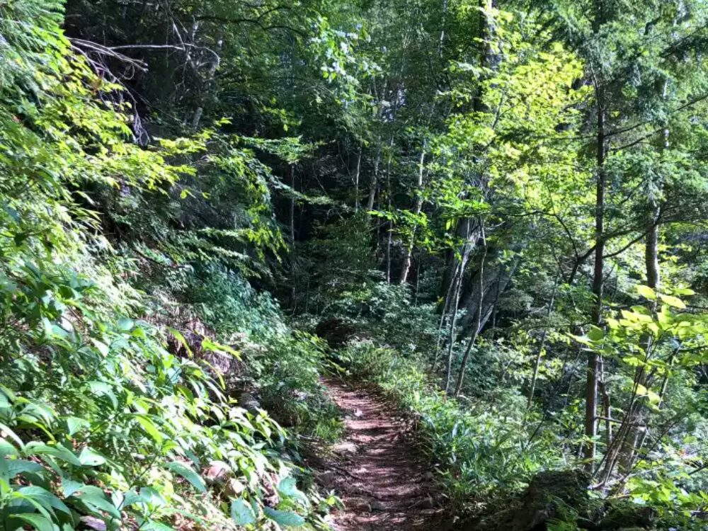樹林帯の登山道