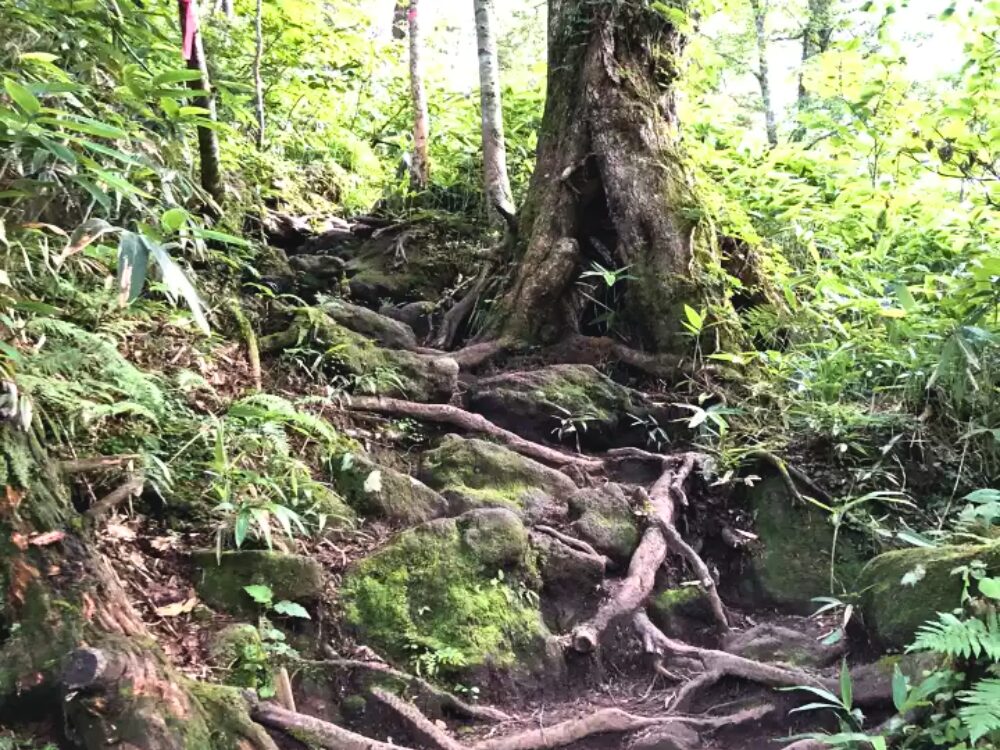 木の根がある登山道