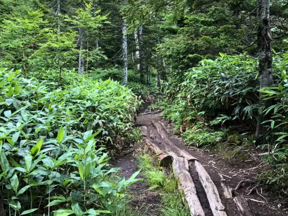 登山道