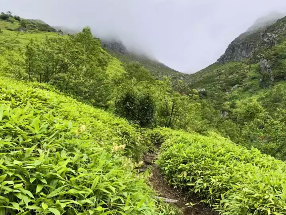 樹林帯を抜けた登山道
