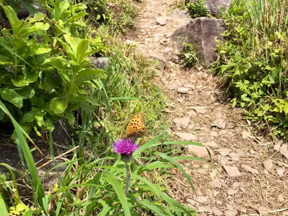 マリアアザミに止まるウラスギヒョウモン(蝶)