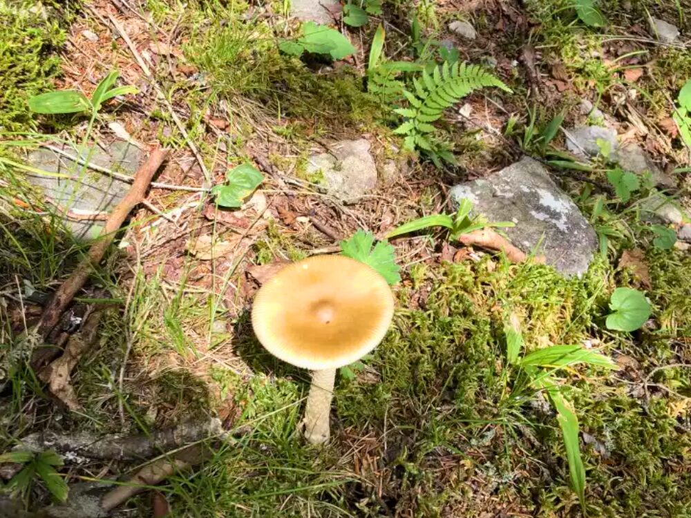 カバイロツルタケ