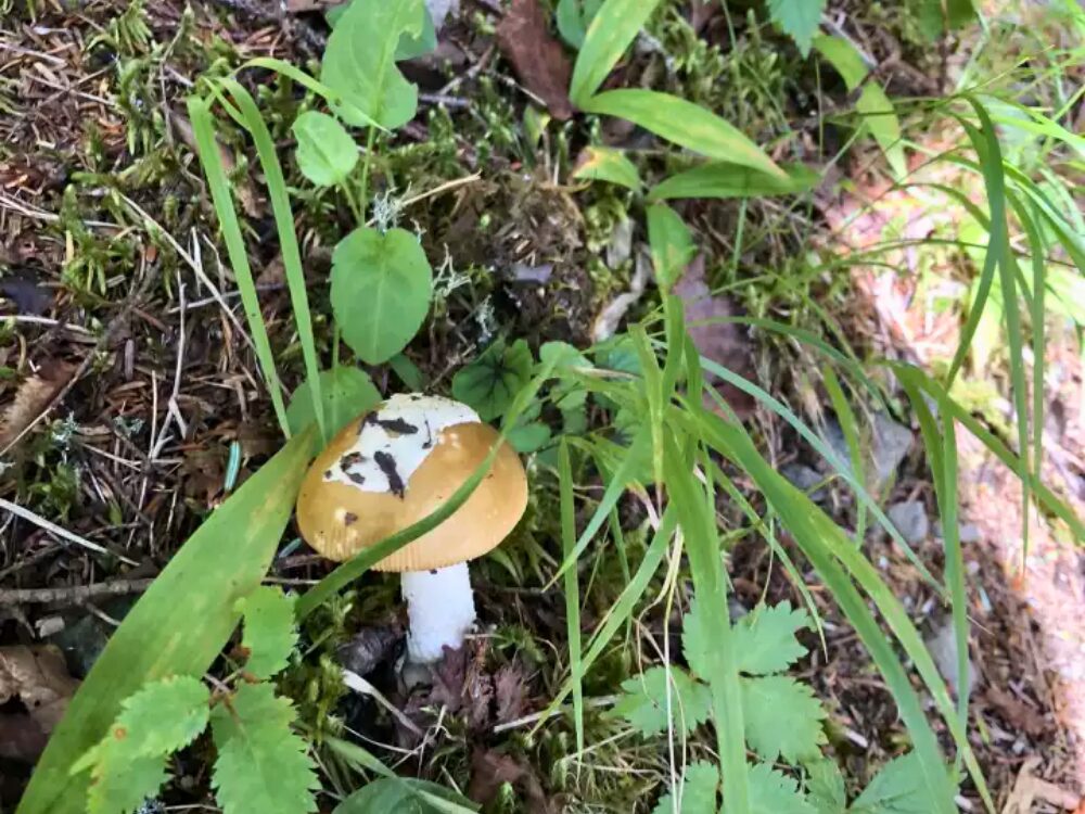 きのこ