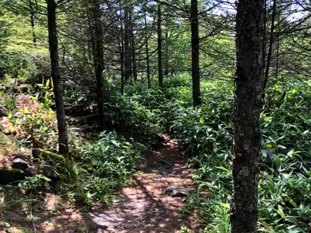 登山道