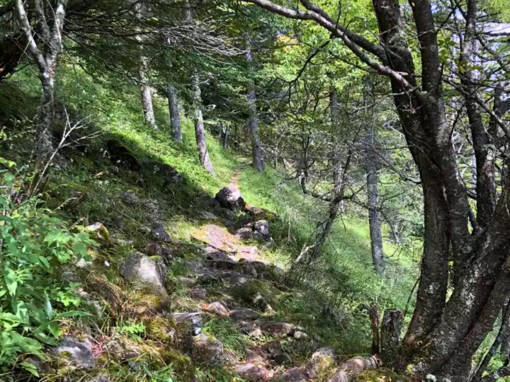 気に囲まれた登山道
