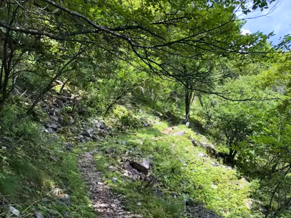 登山道の木陰