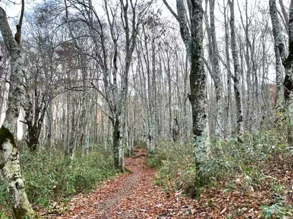 登山道