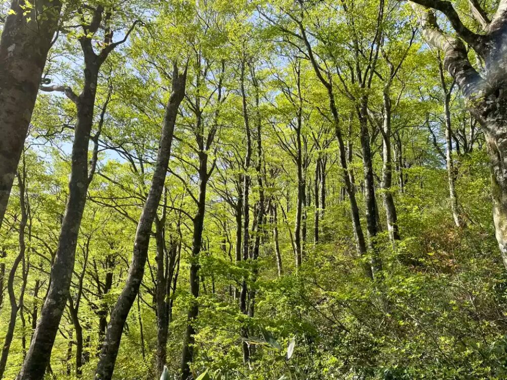 ブナ林