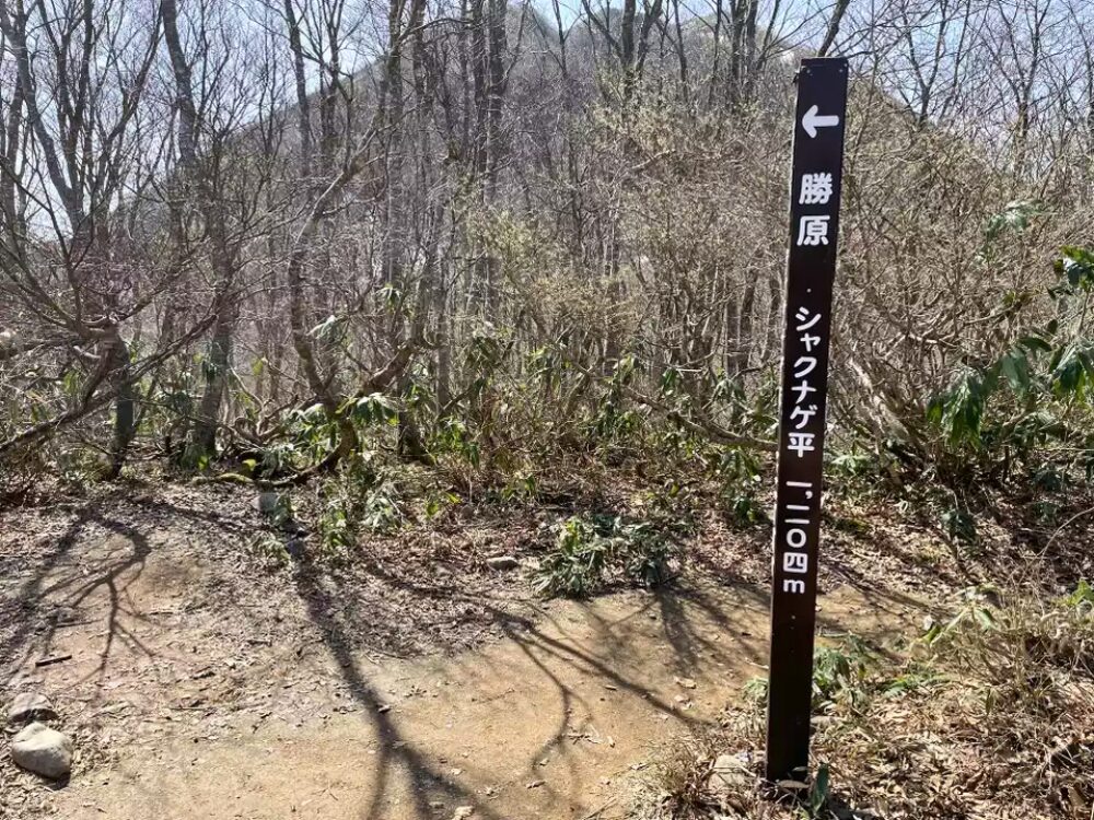 シャクナゲ平