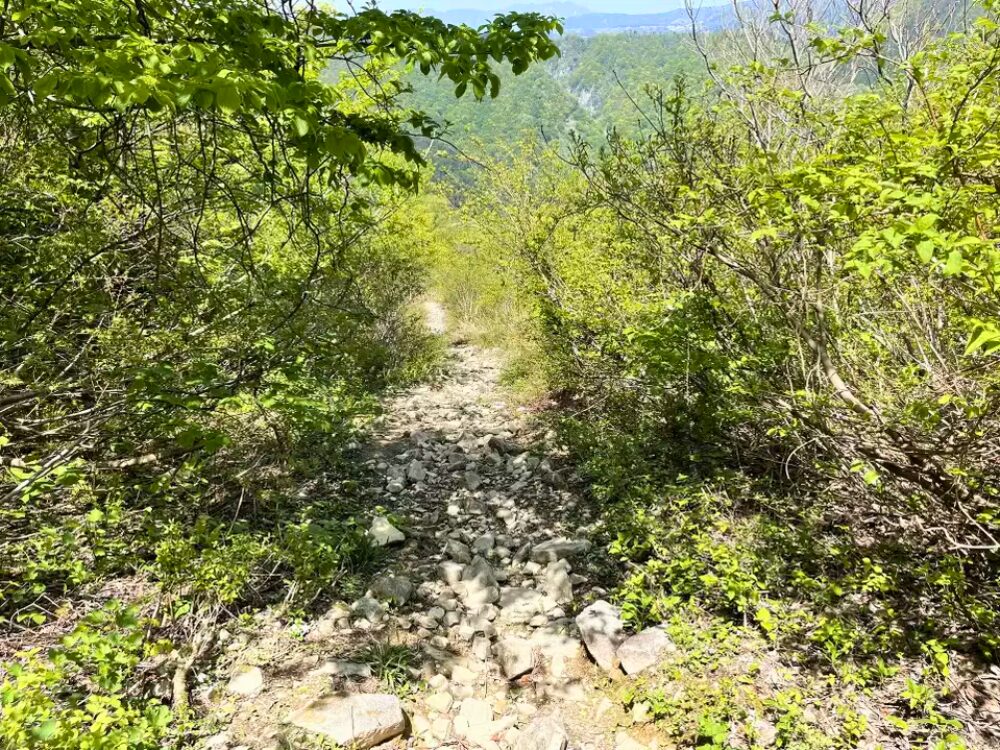 登山道
