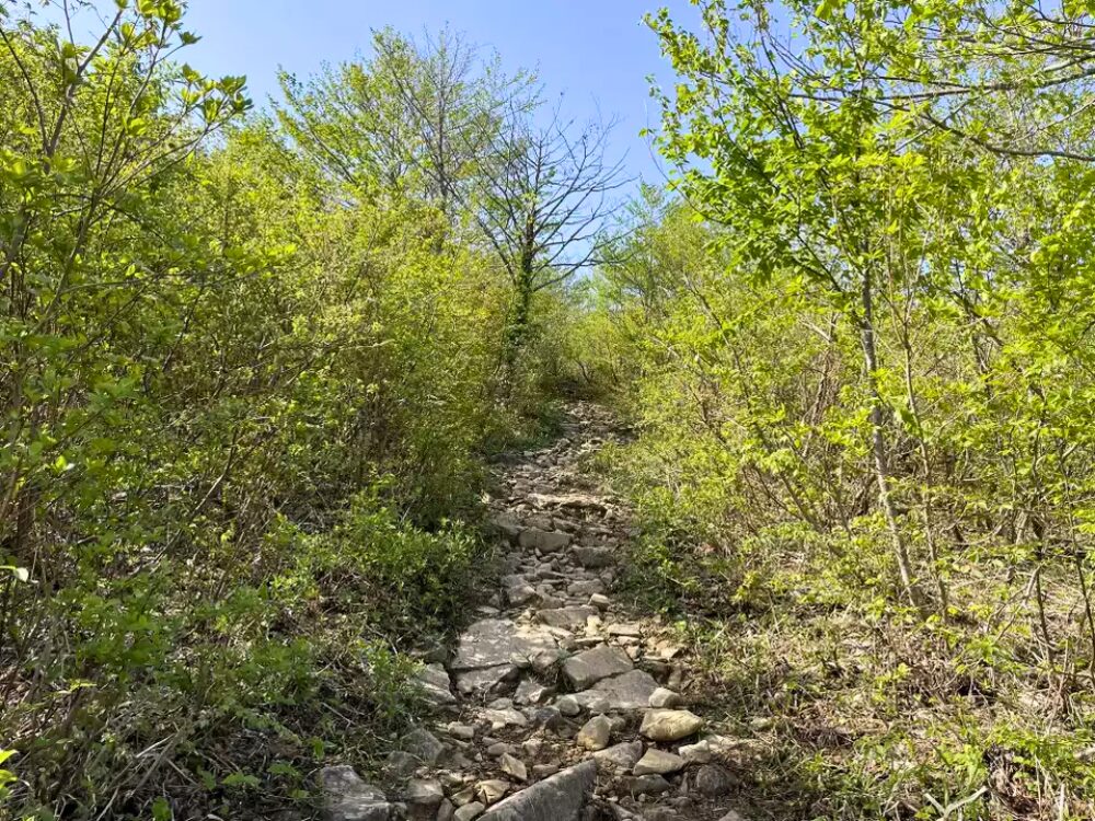 登山道