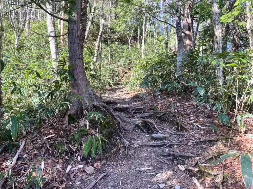 登山道