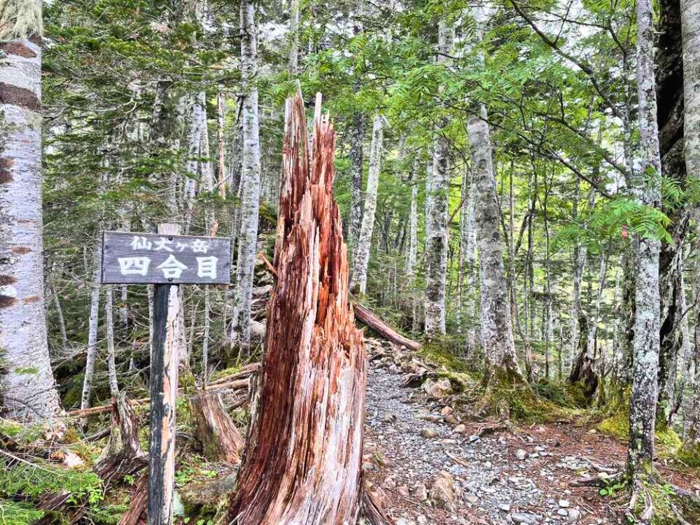 仙丈ヶ岳 四合目