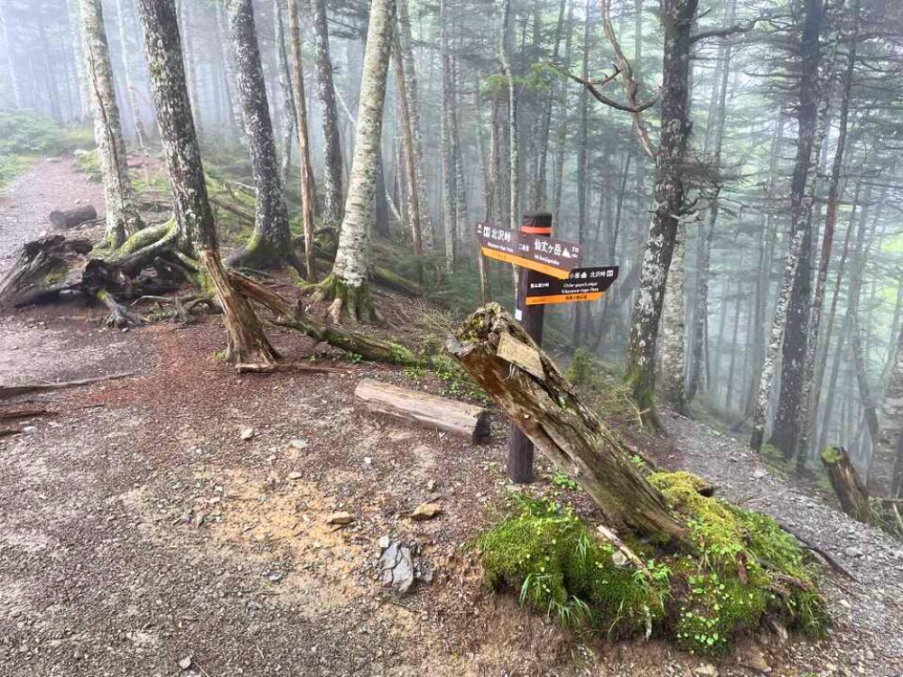 北沢峠への分岐