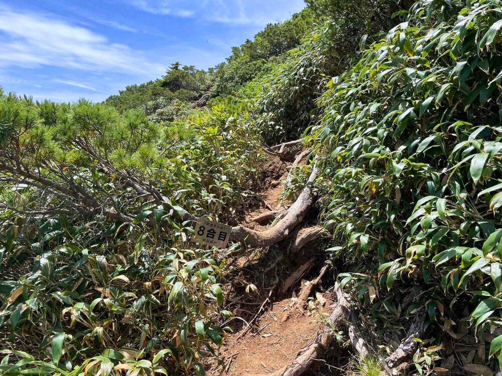 笹の登山道