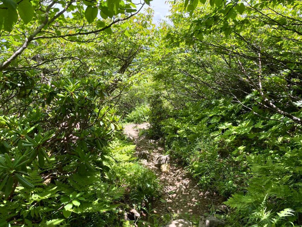 木に囲まれた登山道