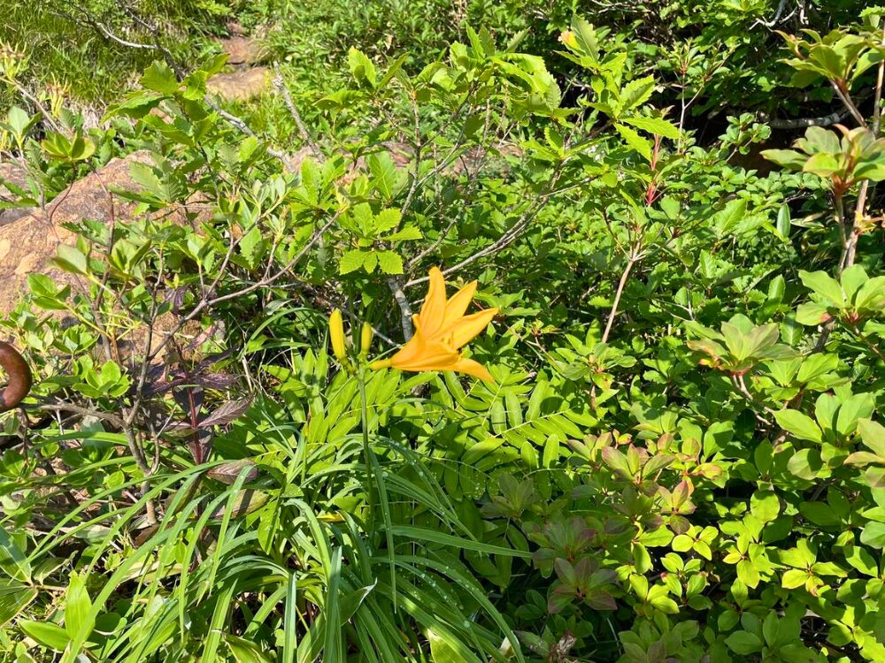 ニッコウキスゲ