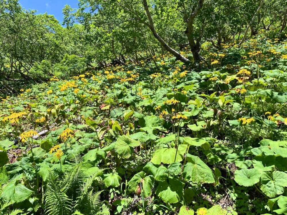 マルバダケブキ