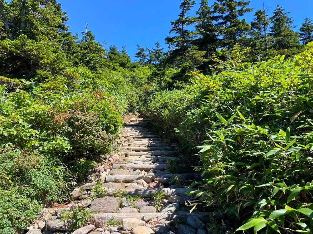 登りの登山道