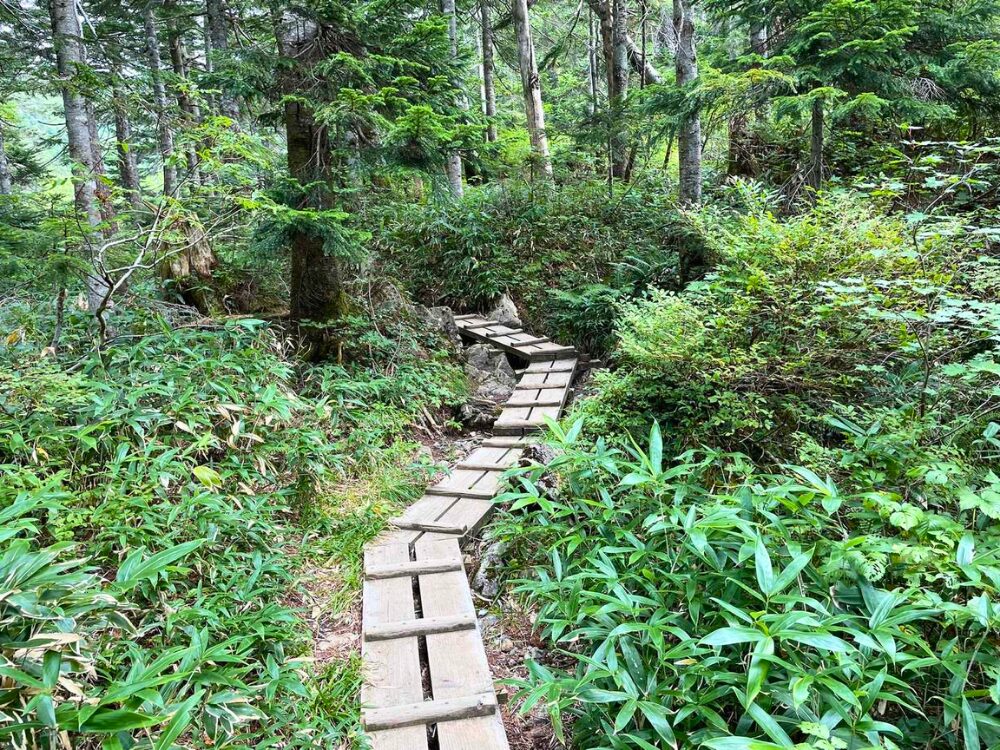 樹林帯の木道