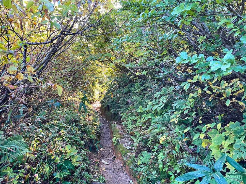越後駒ヶ岳のぬかるんだ下りの登山道