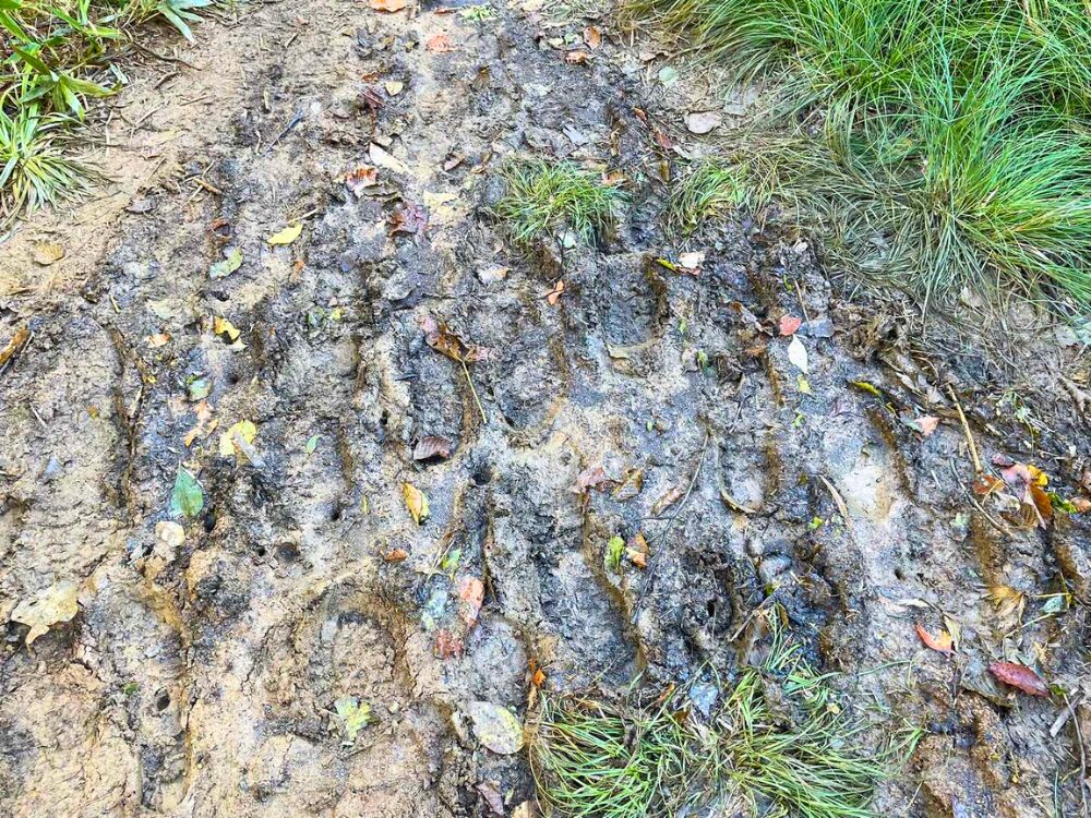 越後駒ヶ岳のぬかるんだ登山道