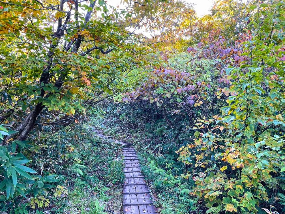 越後駒ヶ岳の濡れた木道