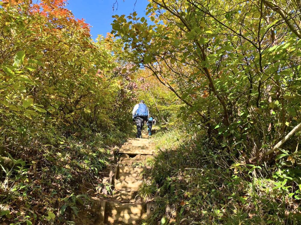 越後駒ヶ岳の森林の登りの登山道