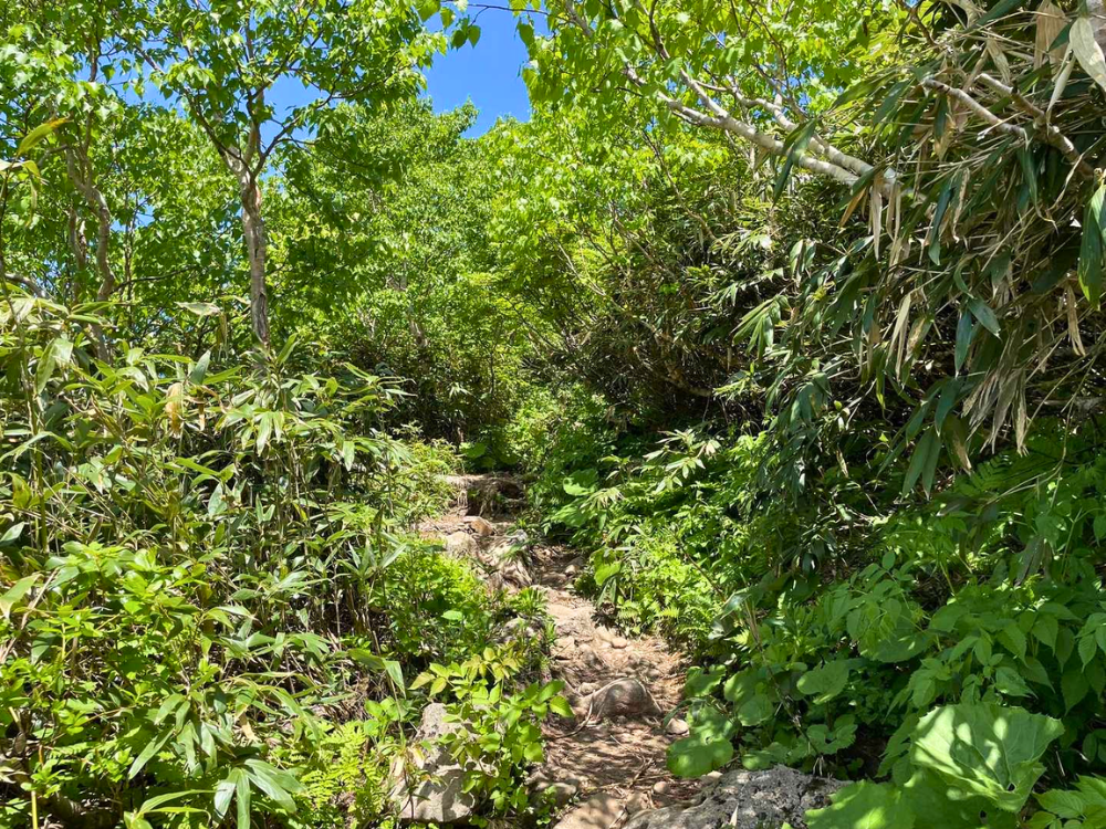 岩木山8合目ルートの森林の登山道