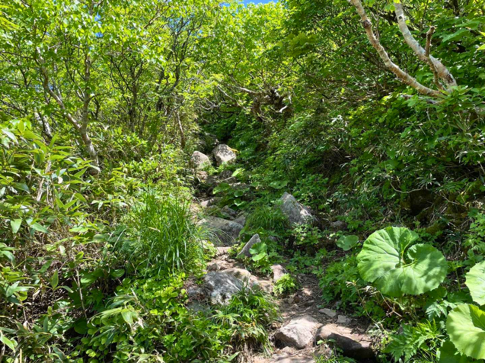 岩木山8合目ルートの森林の登山道
