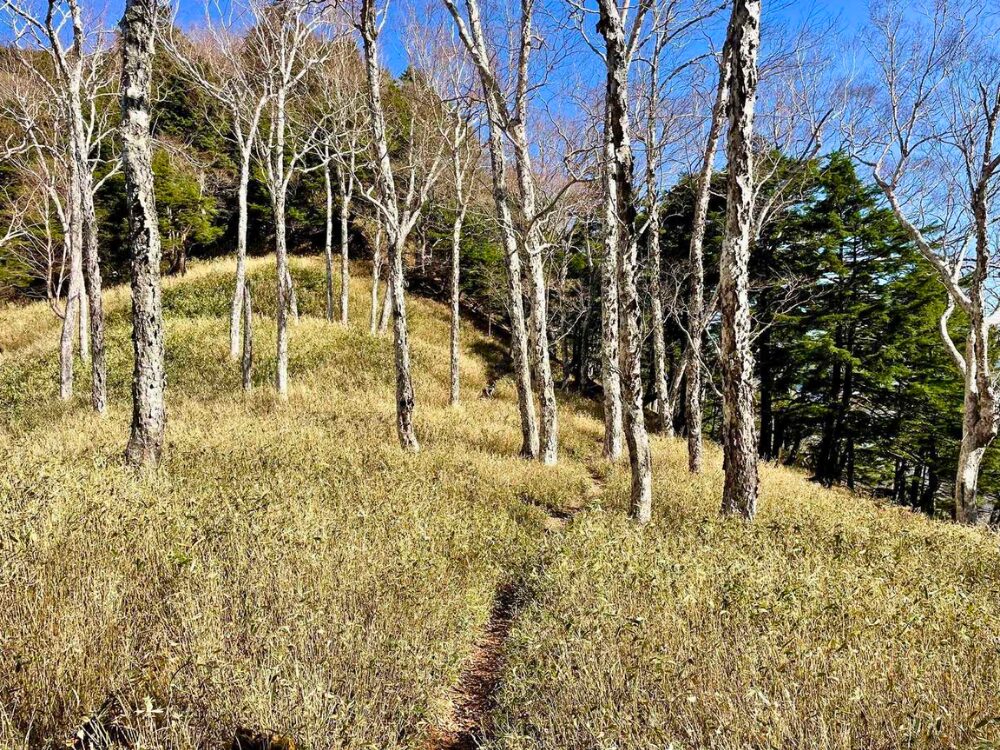 皇海山までの白樺の登山道